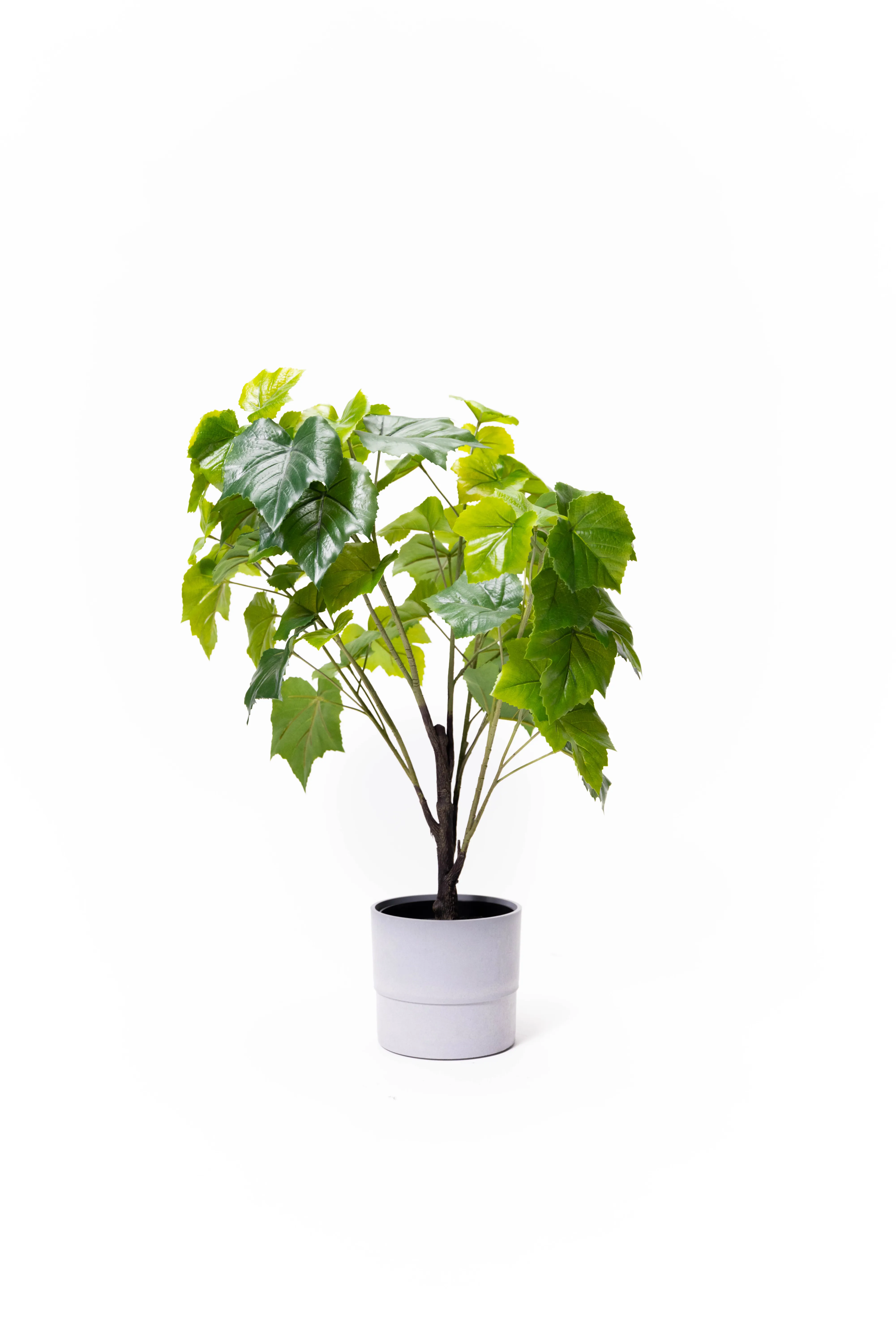 Small Leaf Plant
