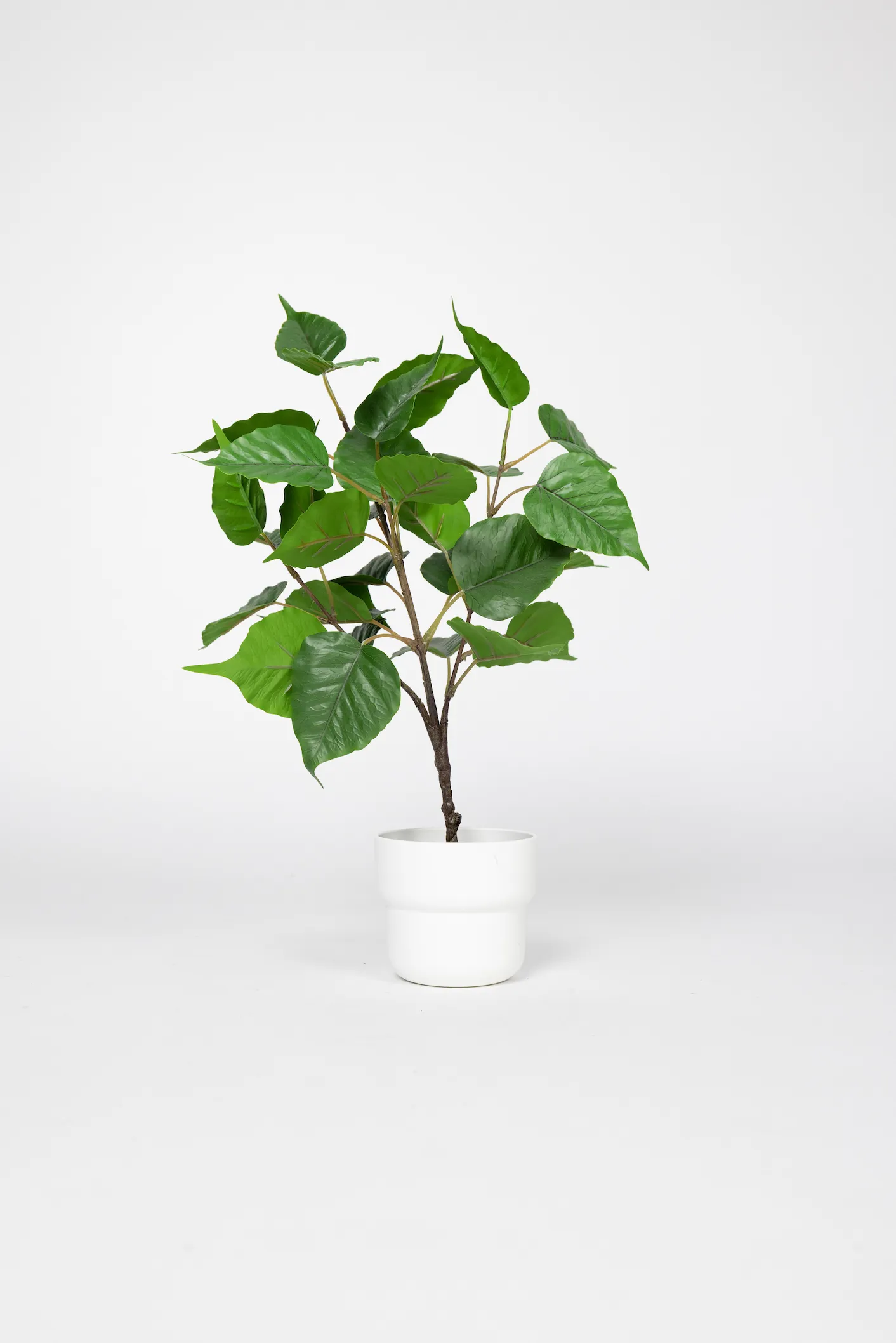 Small Green Leaf Plant