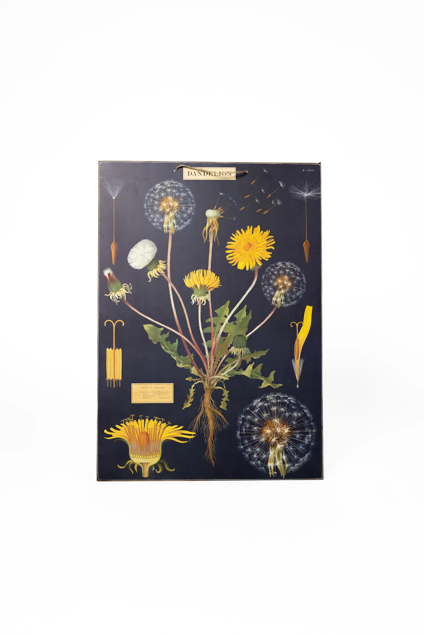 Dandelion Picture