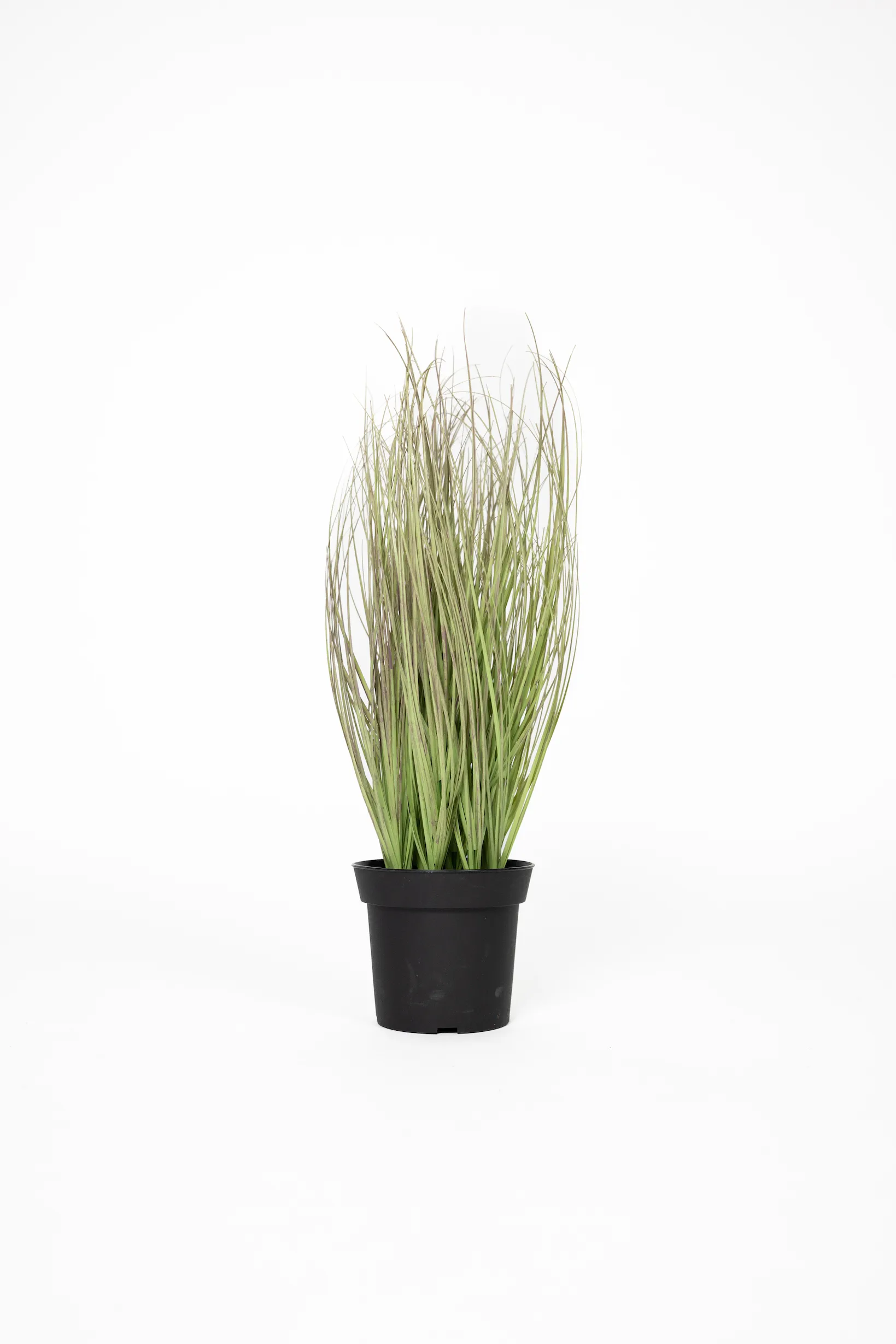 Tall Grass Plant