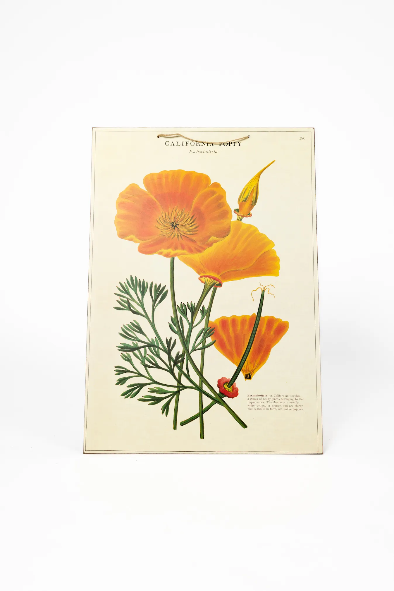 California Poppy Picture