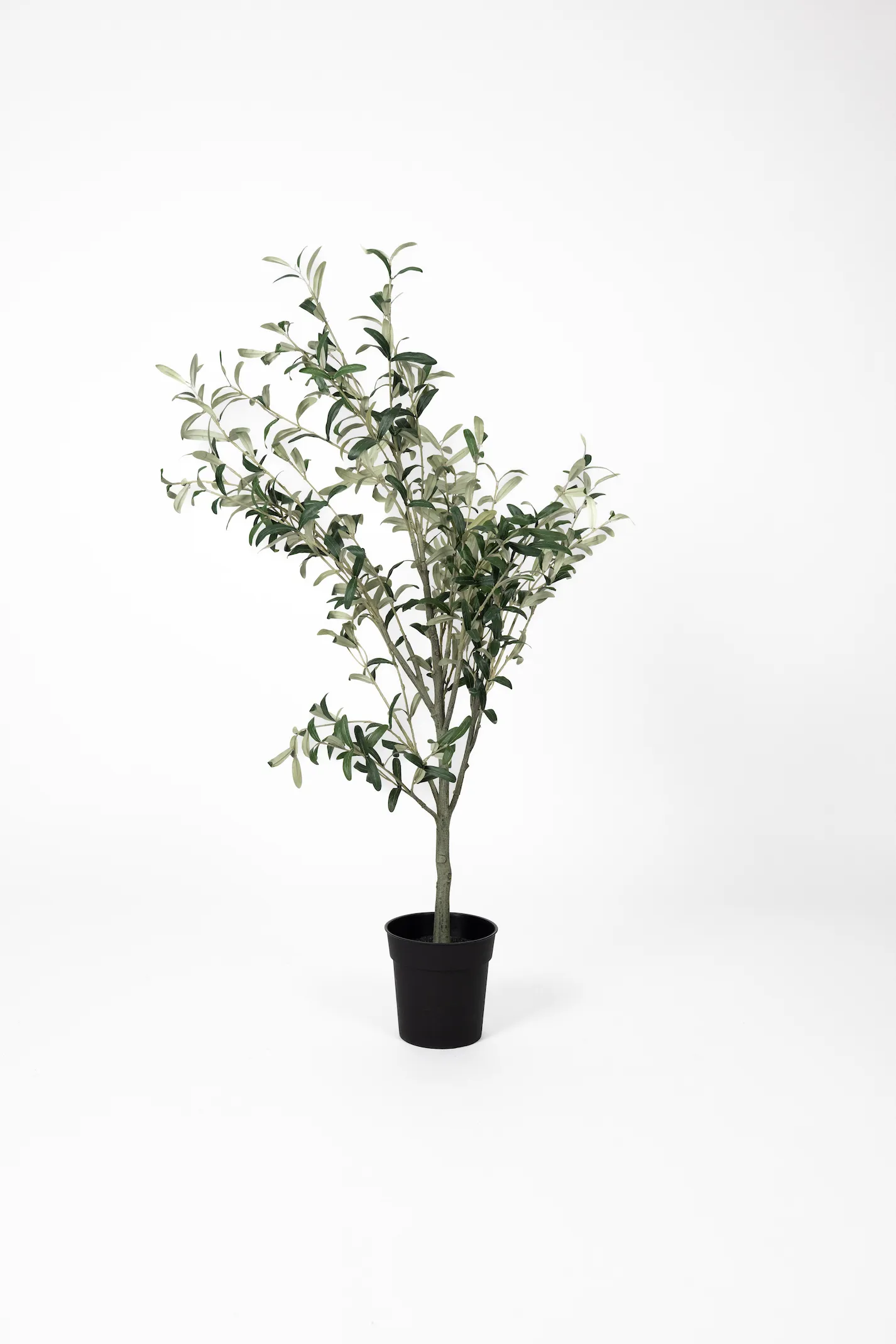 Olive Tree