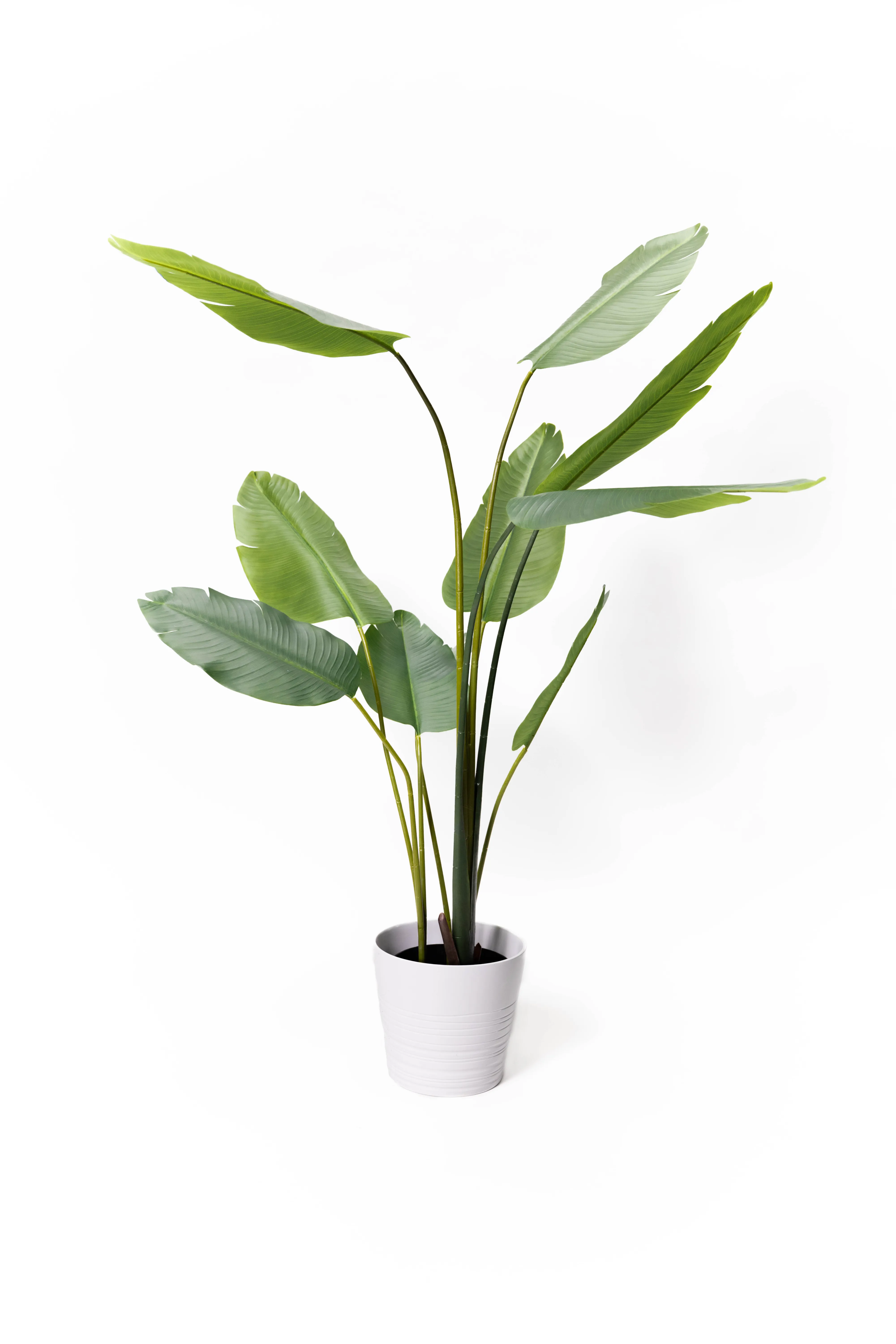 Tall Banana Leaf Plant