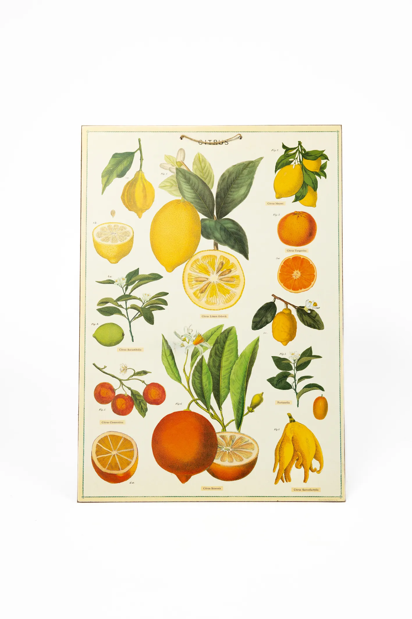Citrus Picture