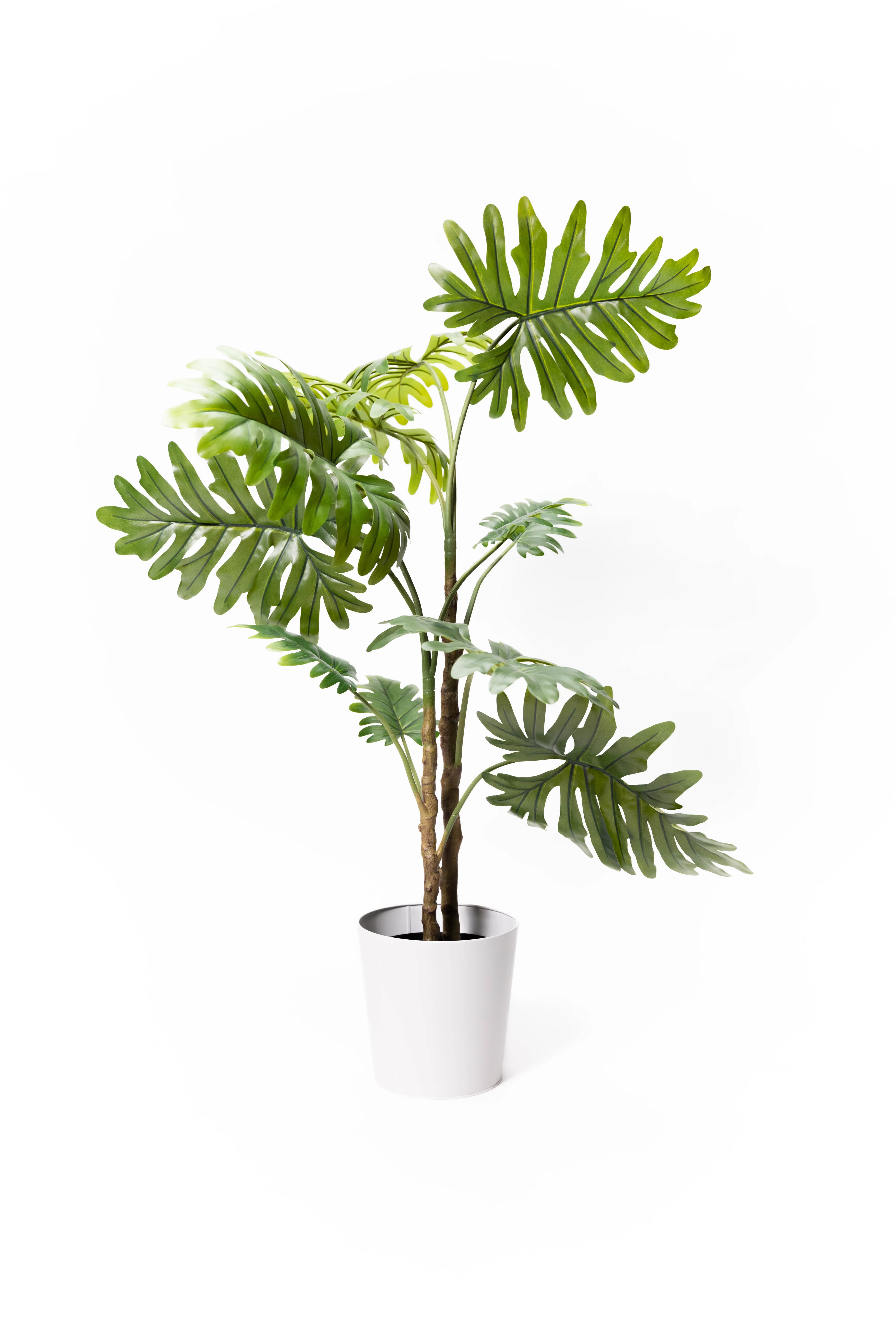Tall Split Leaf Plant