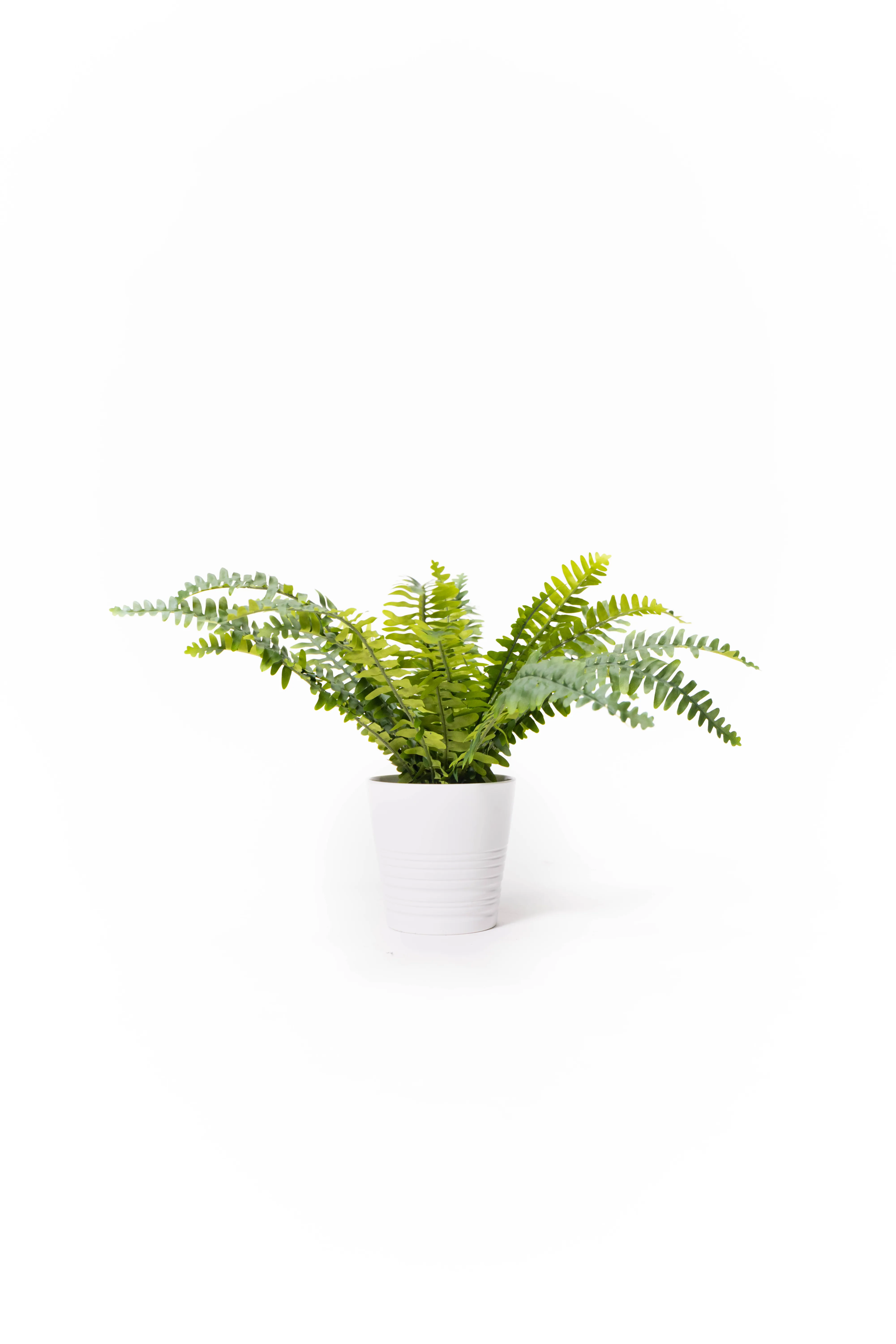 Small Boston Fern
