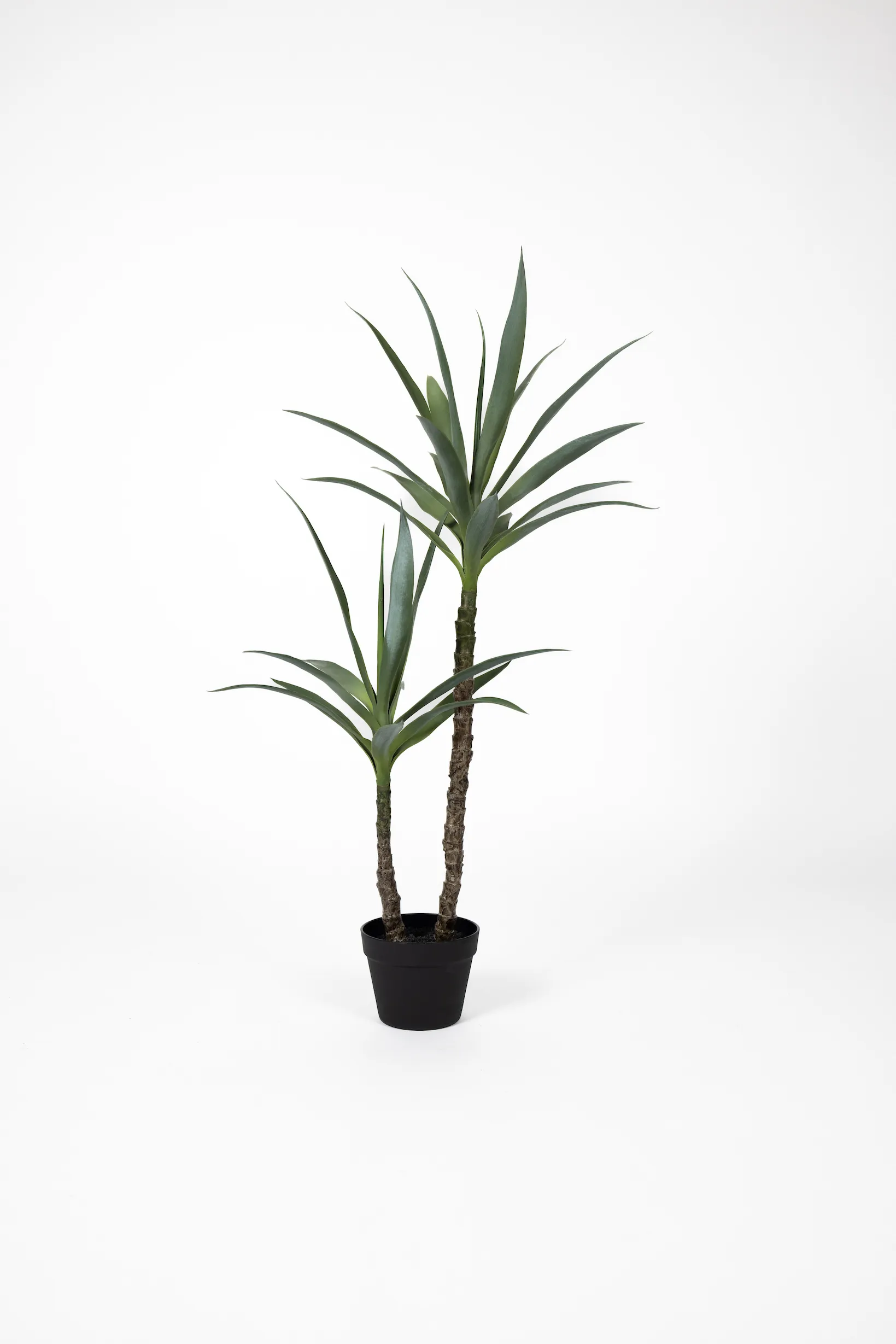 Palm Tree