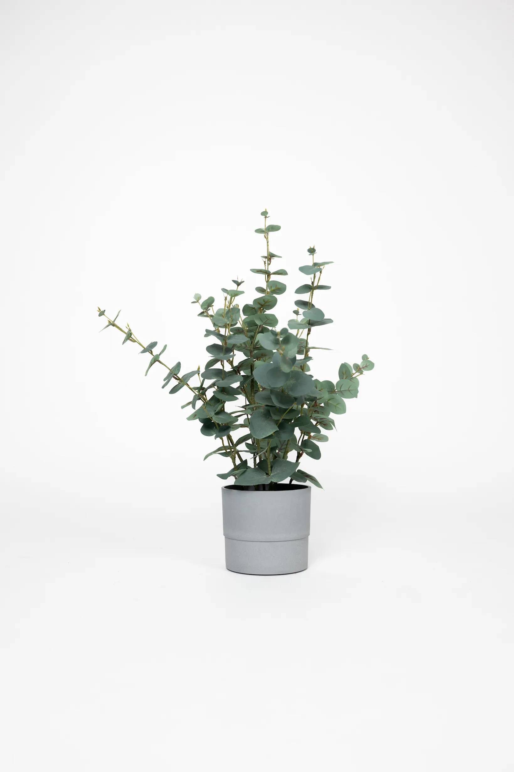 Eucalyptus Plant
