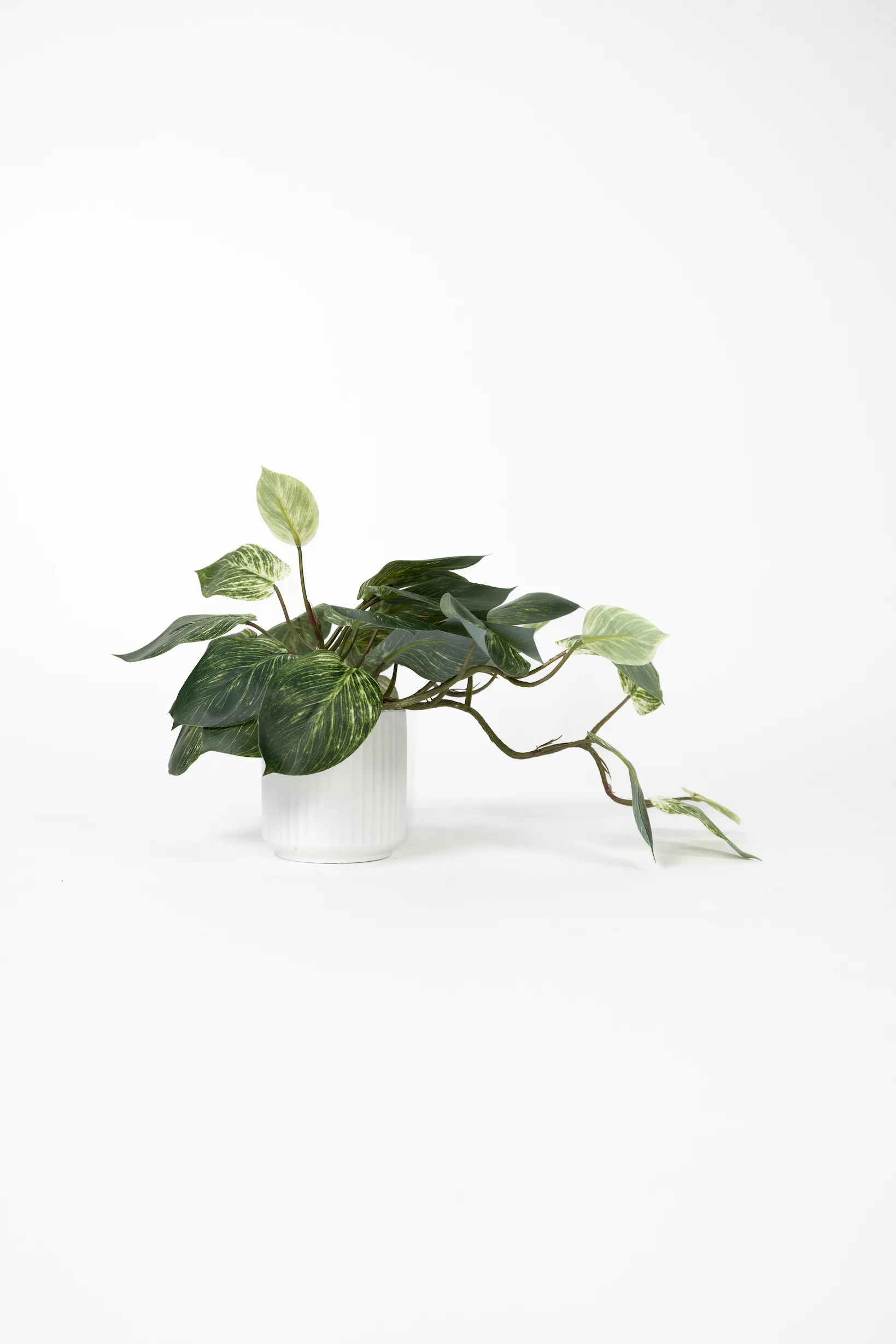 Small Bigger Leaf Plant
