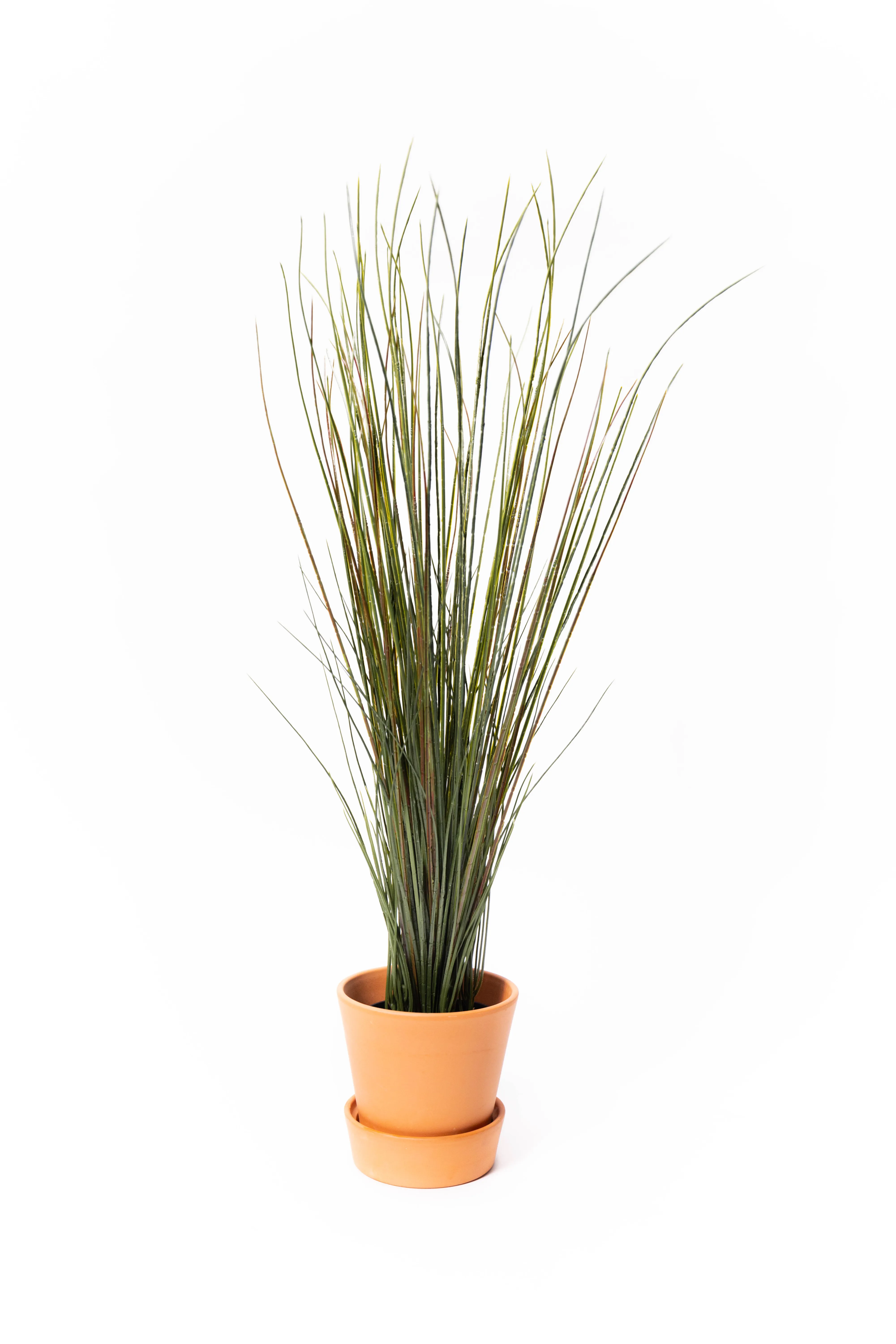 Tall Long Grass Plant