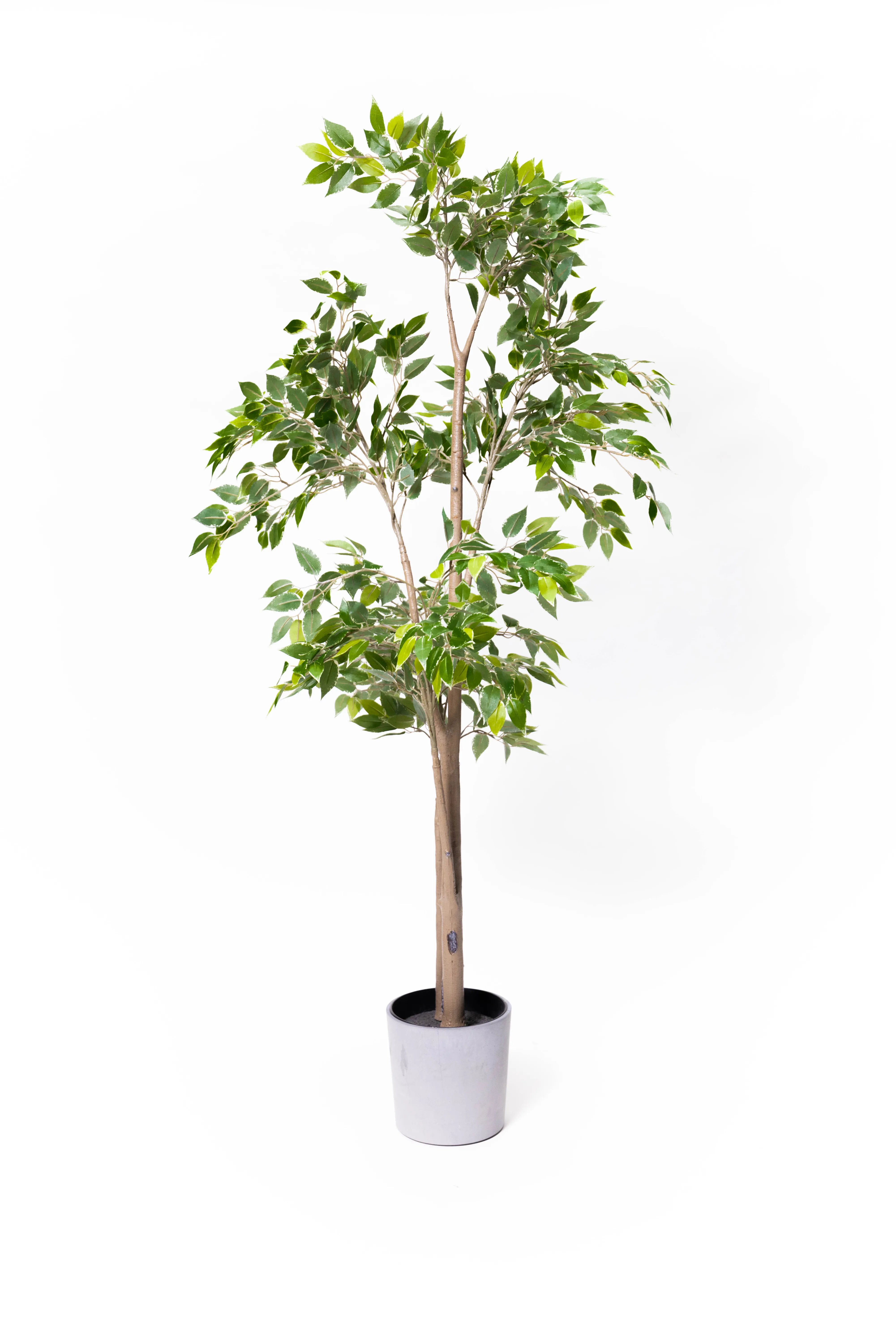 Tall Leaf Tree