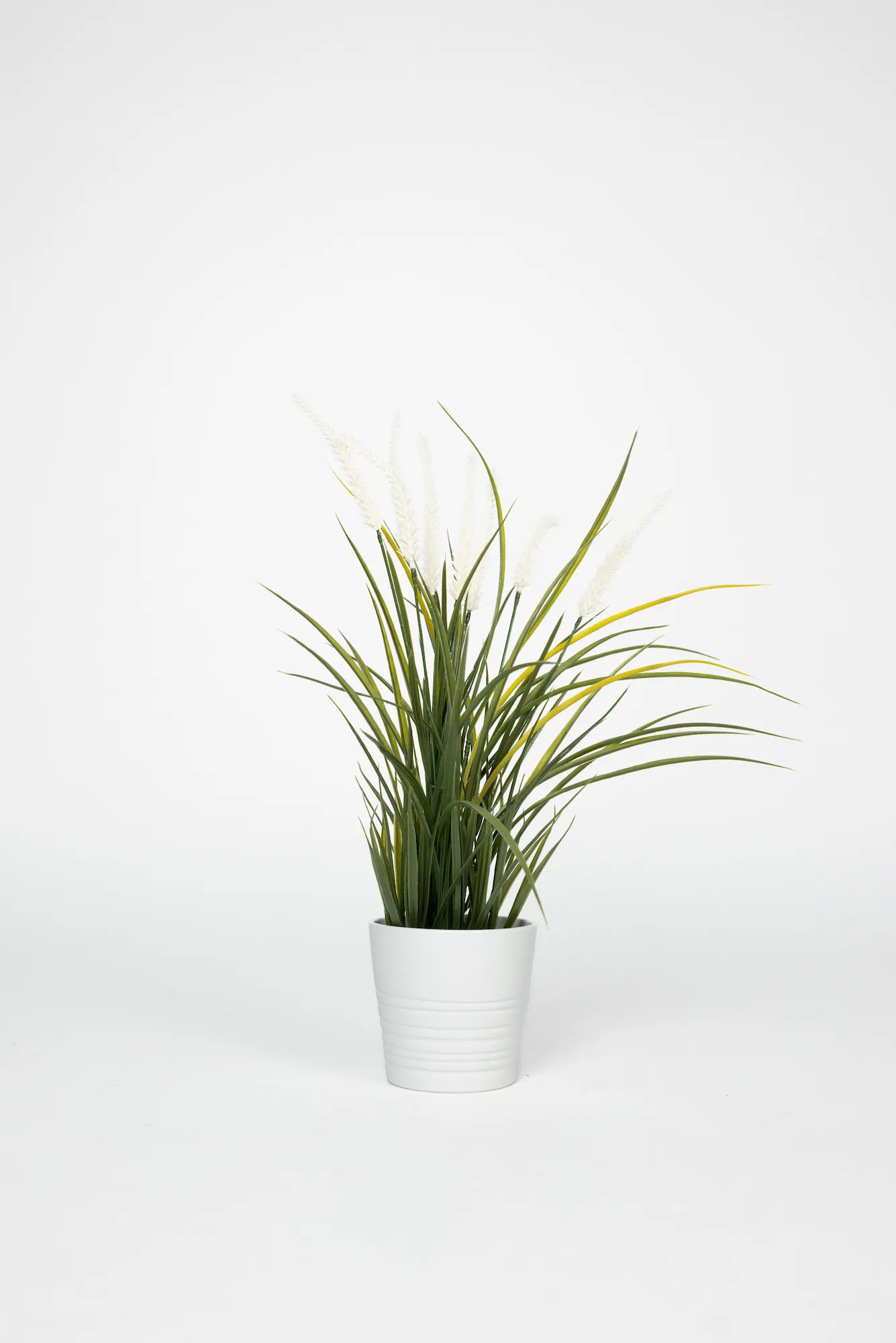 Pompass Grass Plant