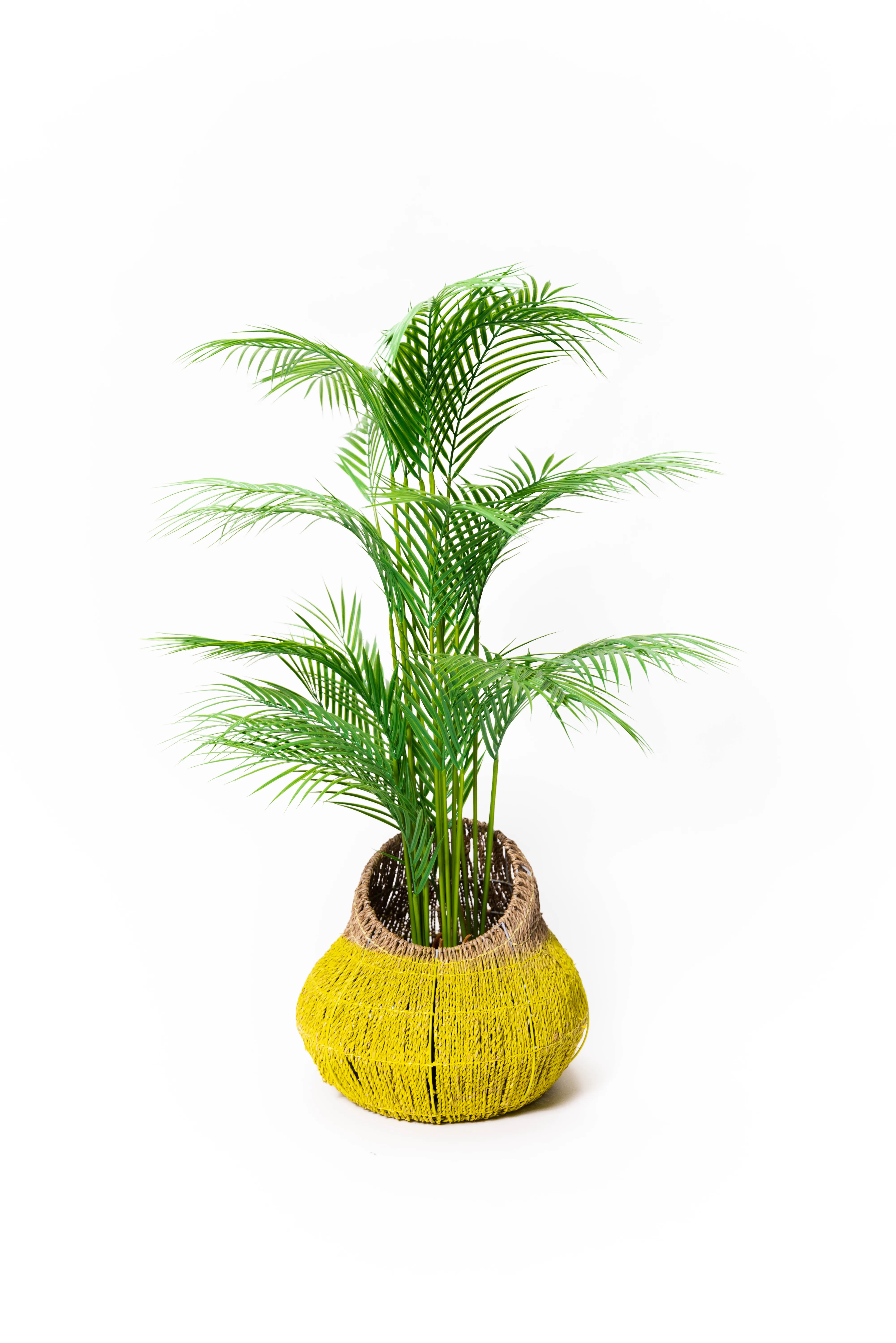 Sparse Palm Leaf Plant