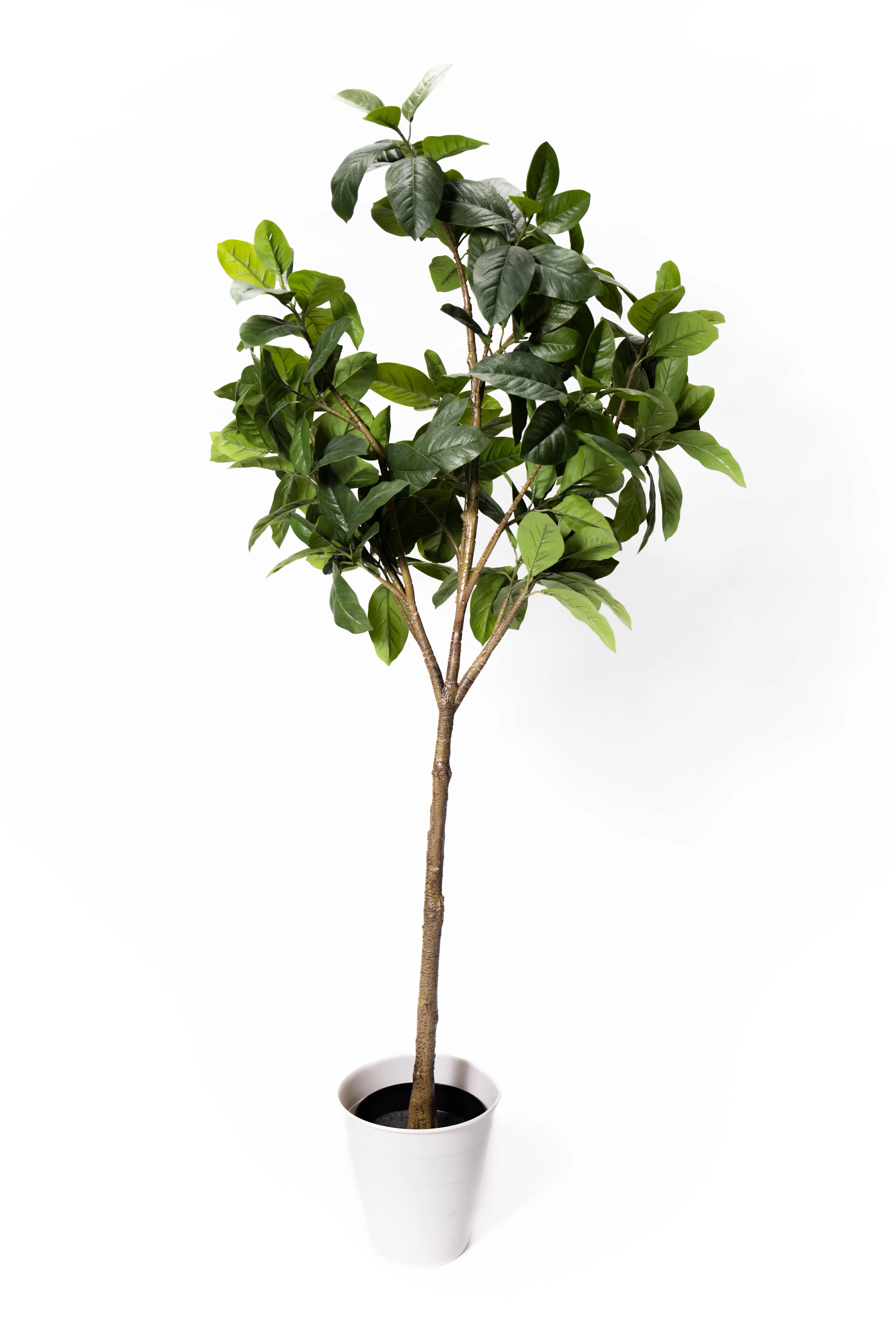 Tall Dark Leaf Plant