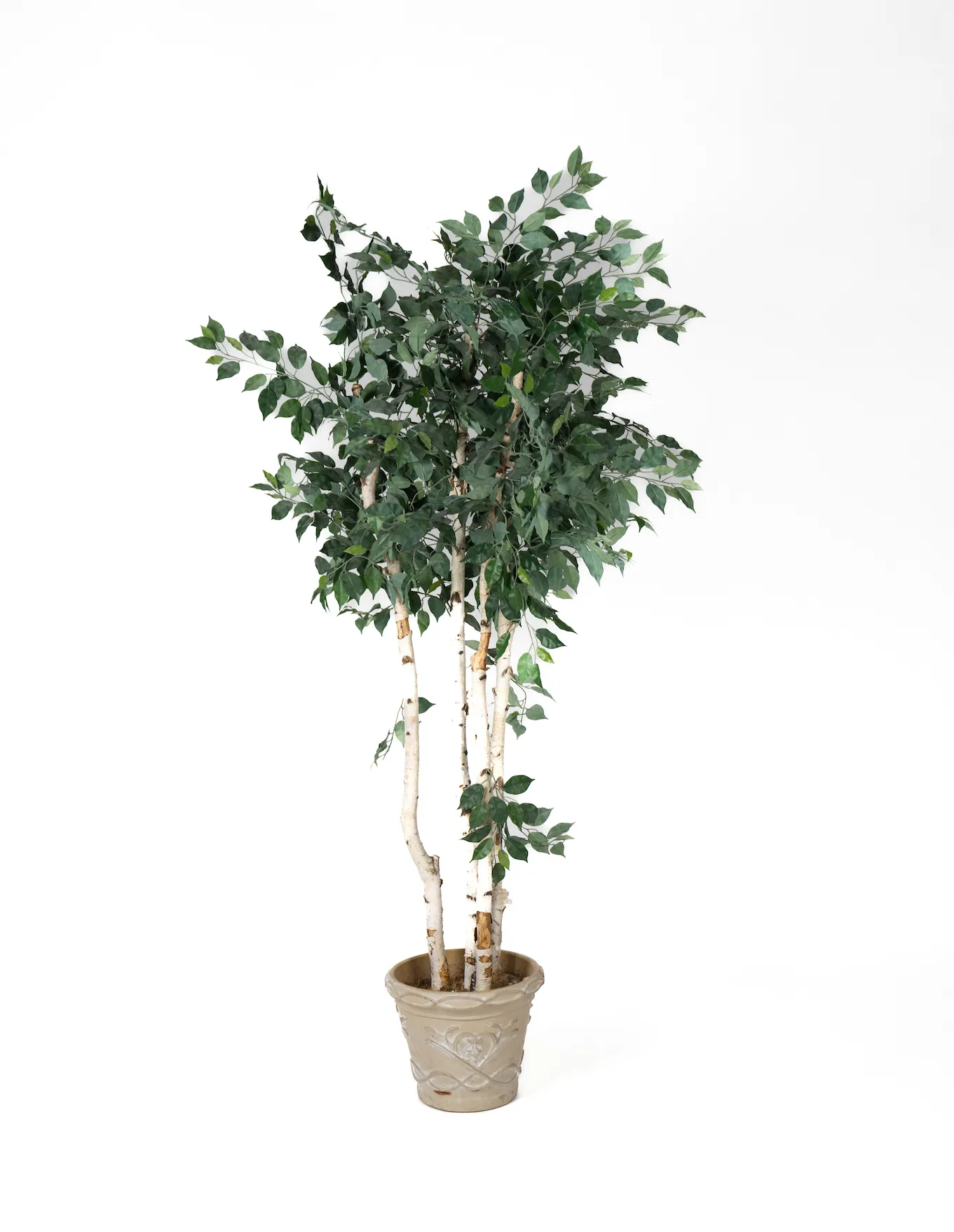 Tallest Green Leaf Tree