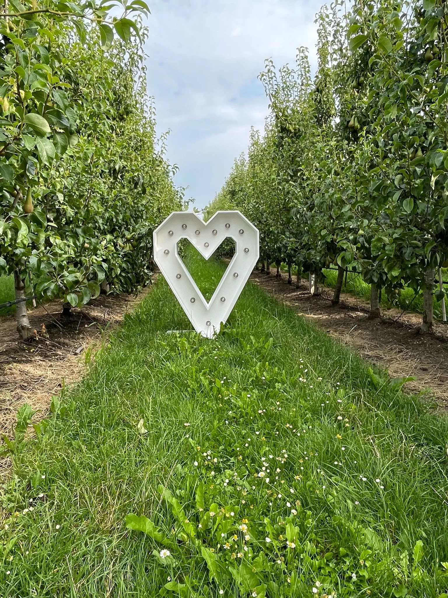 Hart lichtteken