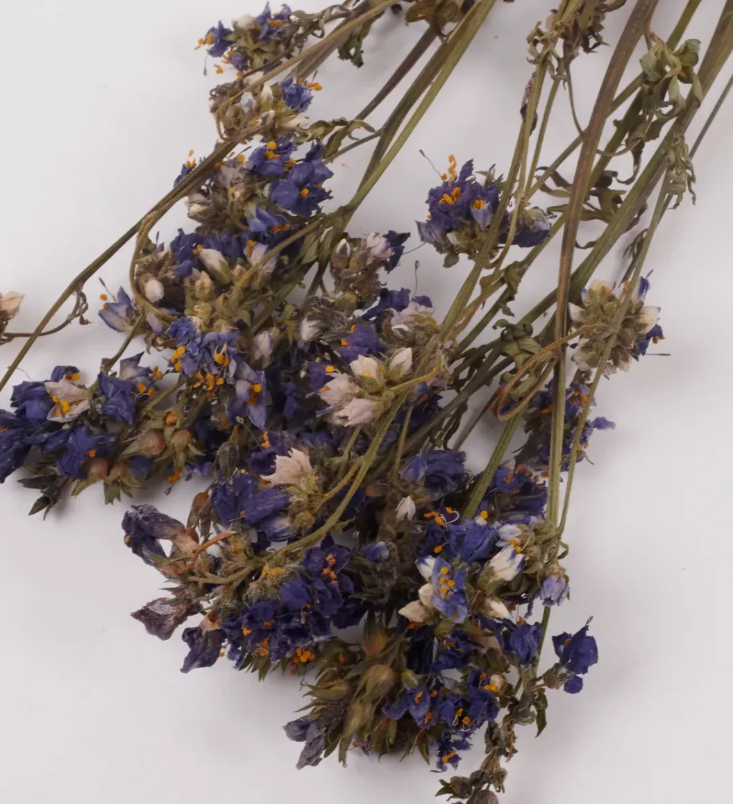 Jacobs ladder (polemoniuim)