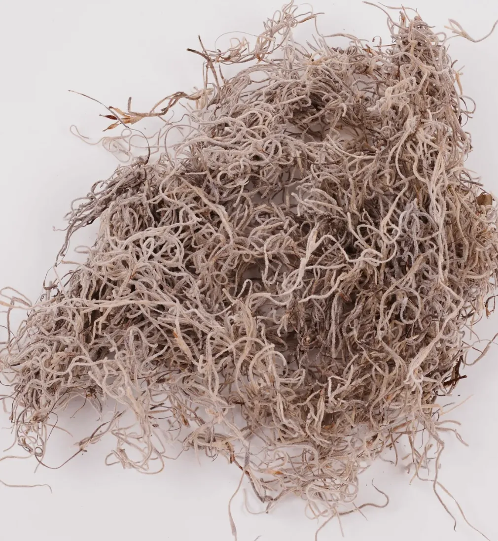 Preserved Forest Moss