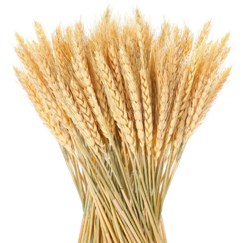 Wheat and Barley Box