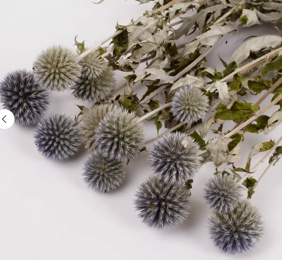 Echinops Globe thistle