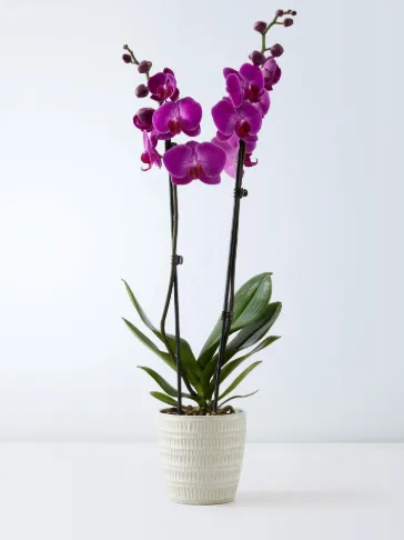 Pink Orchid in White Pot