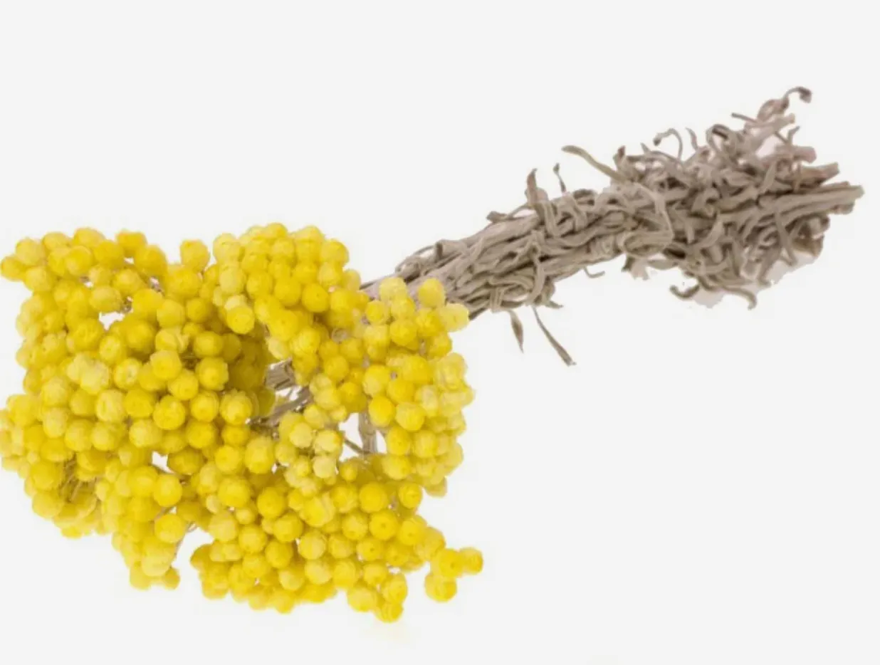 Helichrysum Immortelle, Natural Yellow