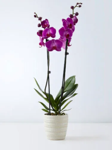 Pink Orchid in White Pot