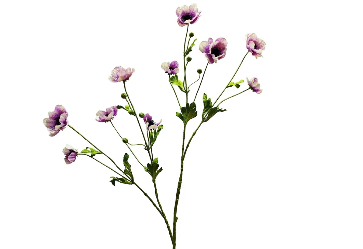 Petunia spray