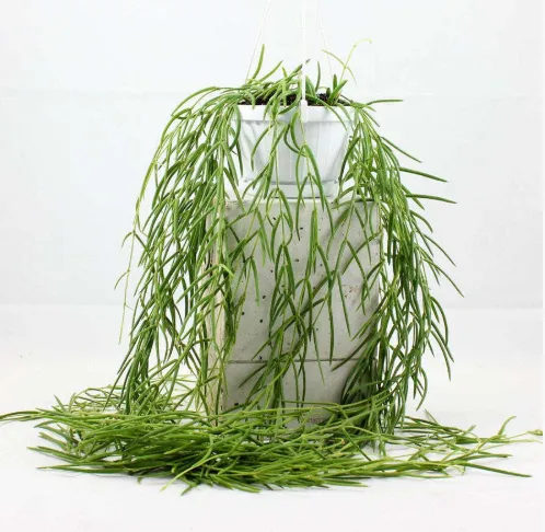 Linear Hoya Plant in White Pot