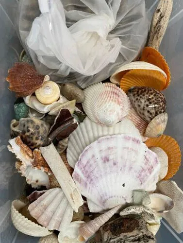 Box of Shells/Stones