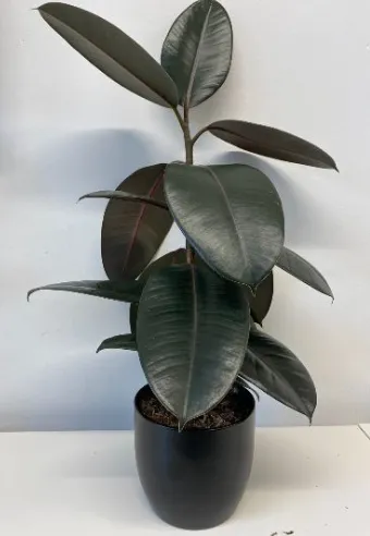 Rubber Fig in Black Pot