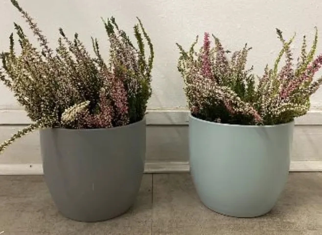 Heather in Pots