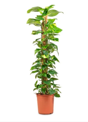 Pothos on Moss Pole in Grey Pot