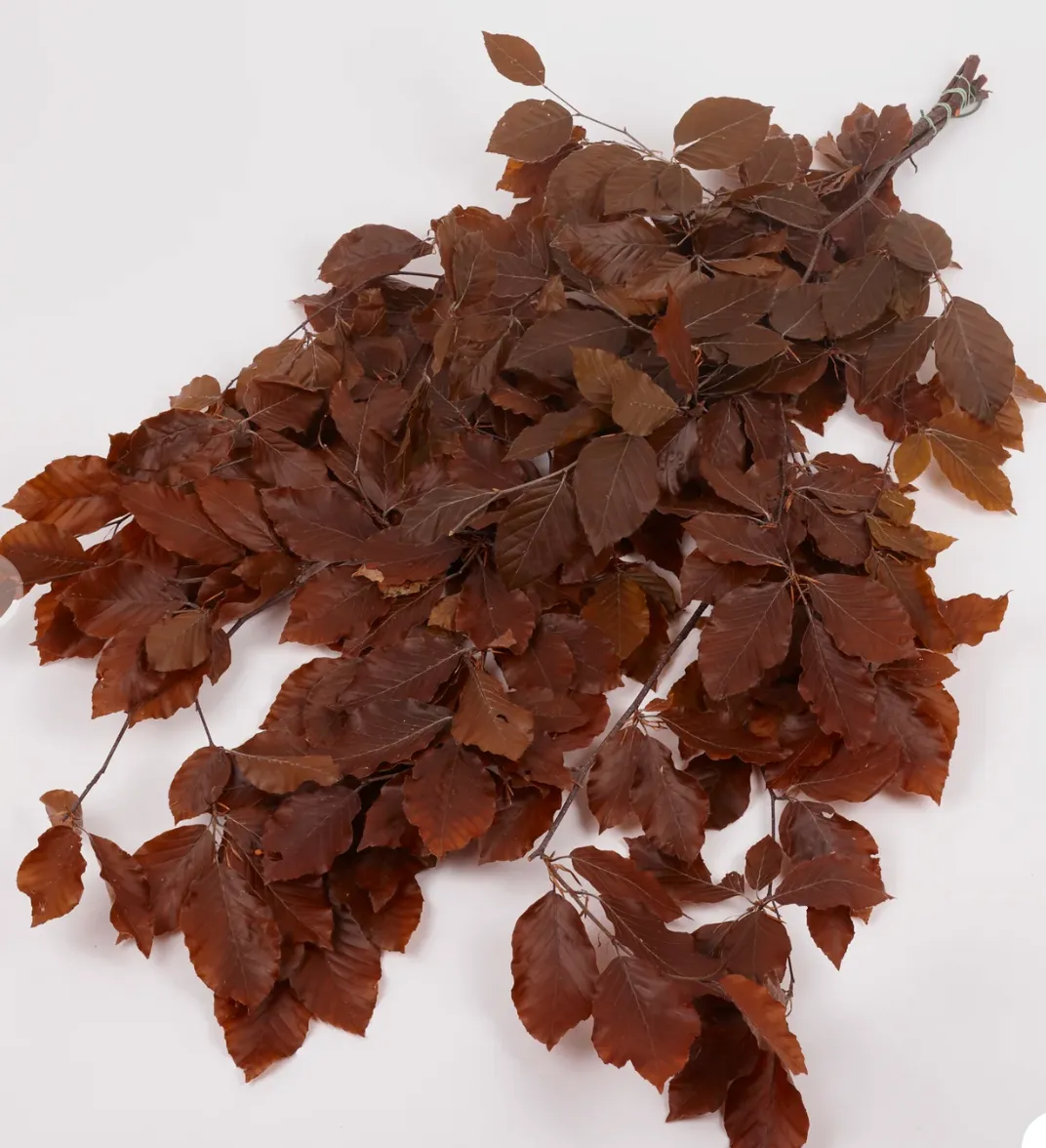 Copper Beech, (Fagus), preserved