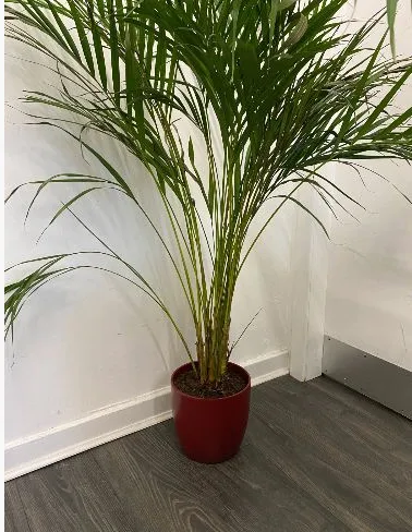 Large Areca Palm in Red Pot
