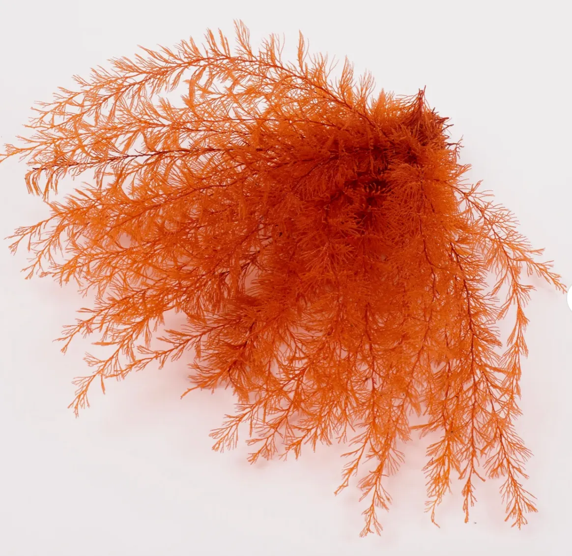 Air Fern Orange