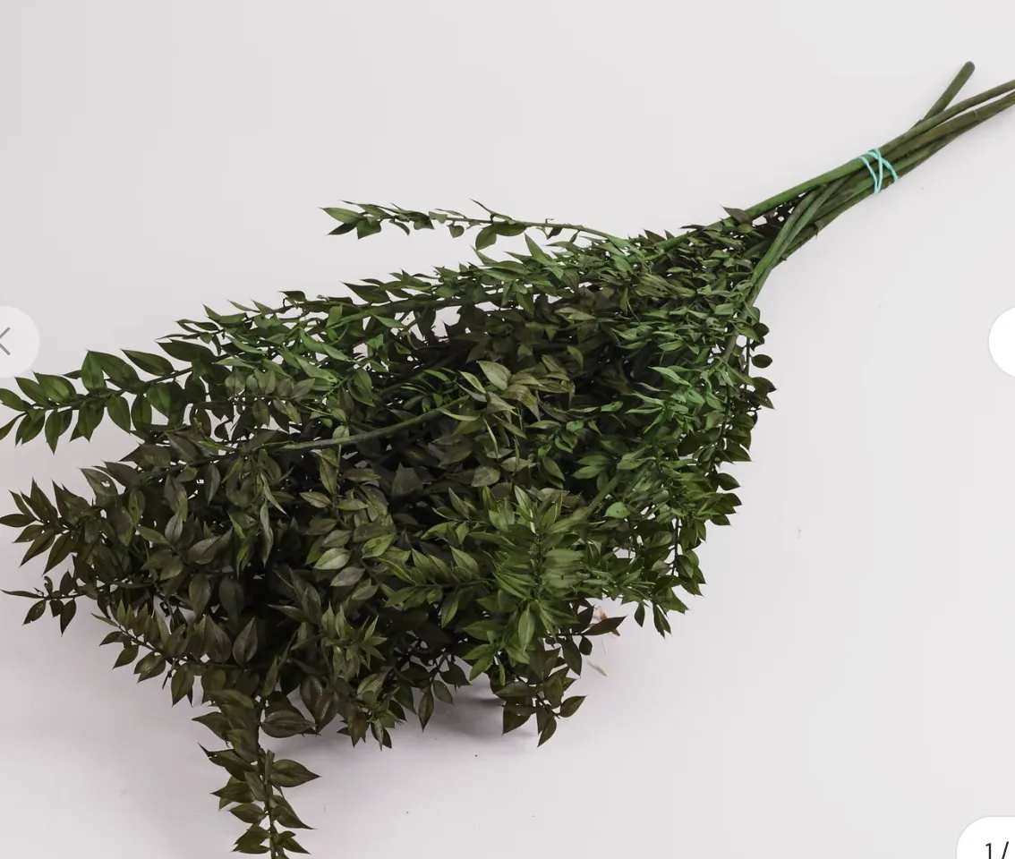 Ruscus, Preserved, Moss Green,  130g