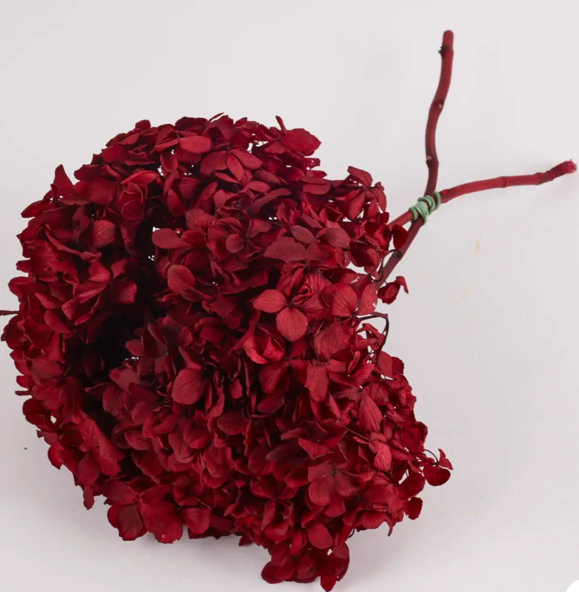 Hydrangea (verdissimo)