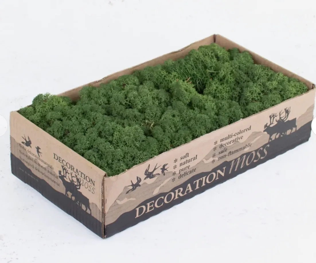 Preserved Reindeer Moss Green