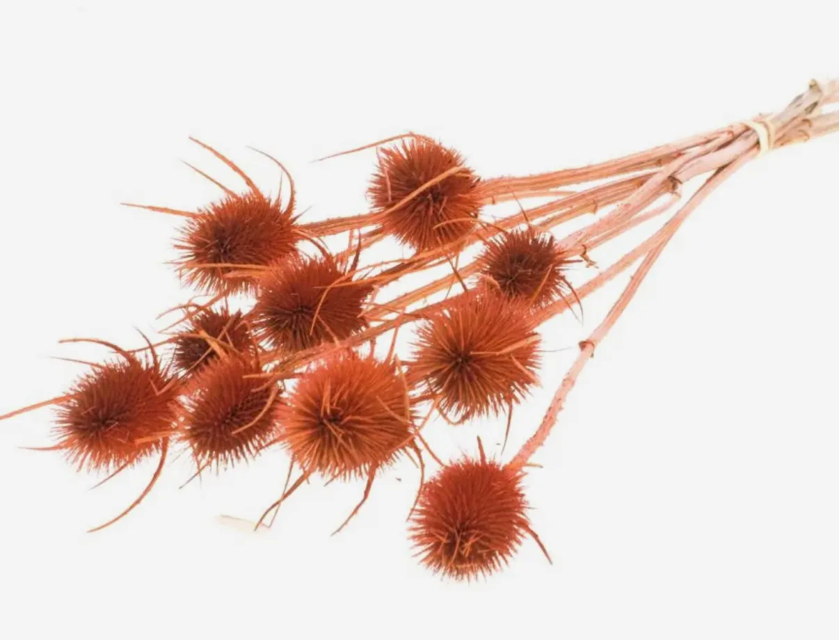 Chardon burnt orange