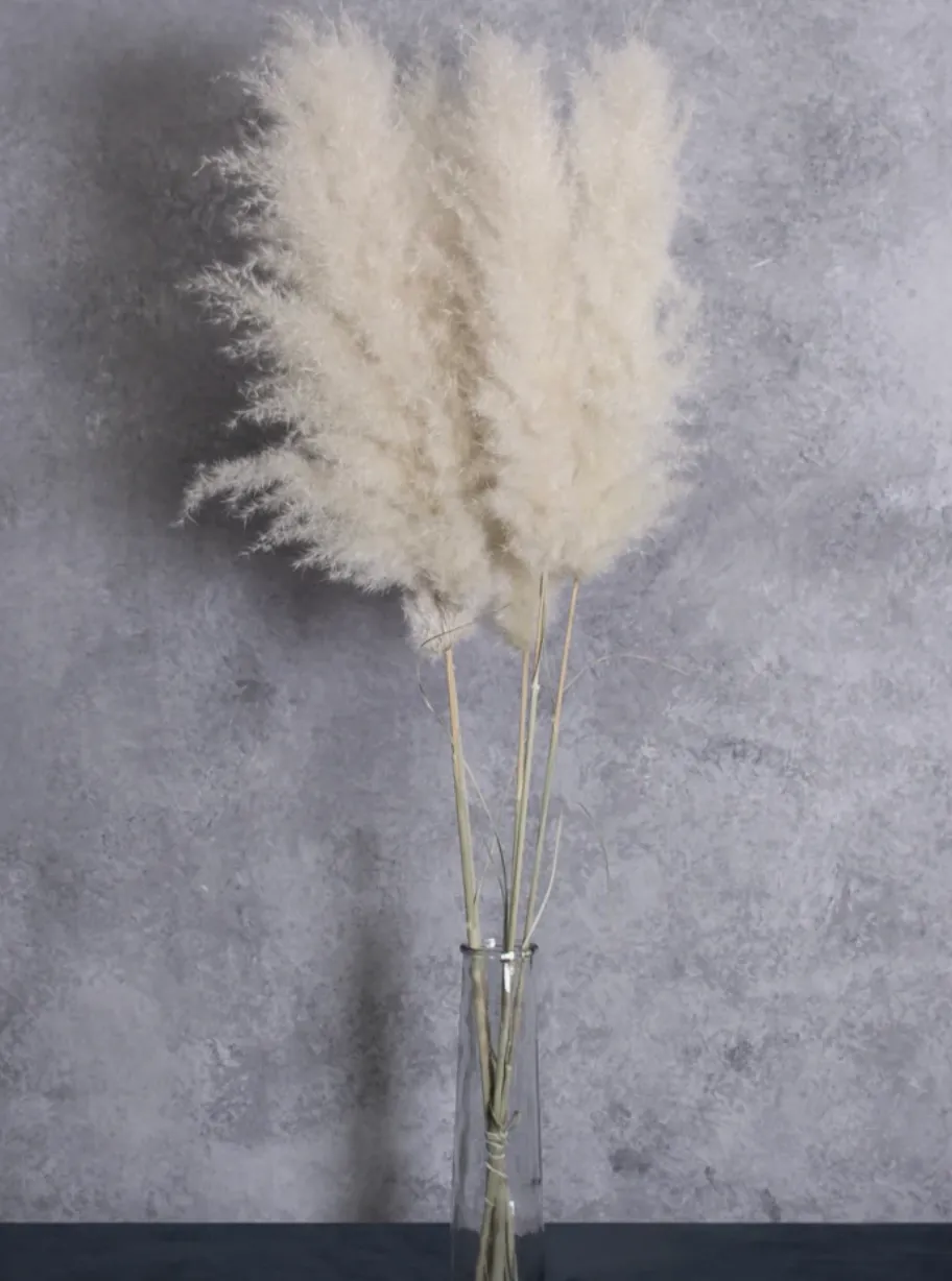 Pampas Grass, Dried, Natural White 