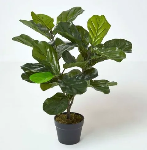 Artificial Fiddle Leaf Fig Tree in Pot, 70cm