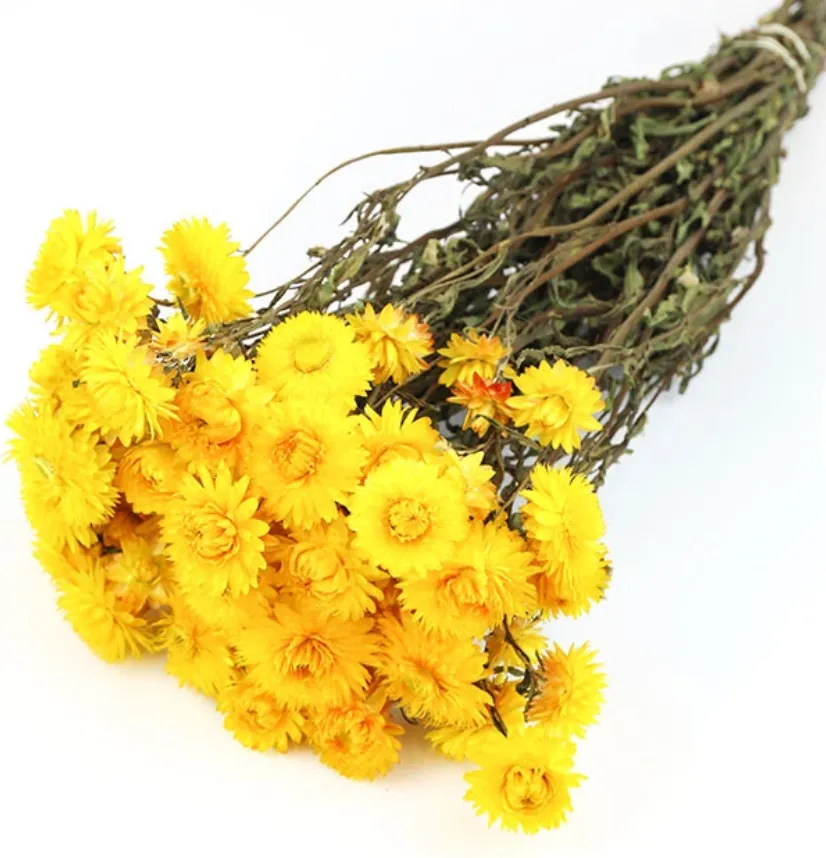 Heilchrysum yellow