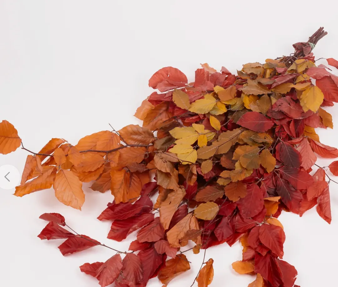 Copper Beech,(fagus), Autumn Mix