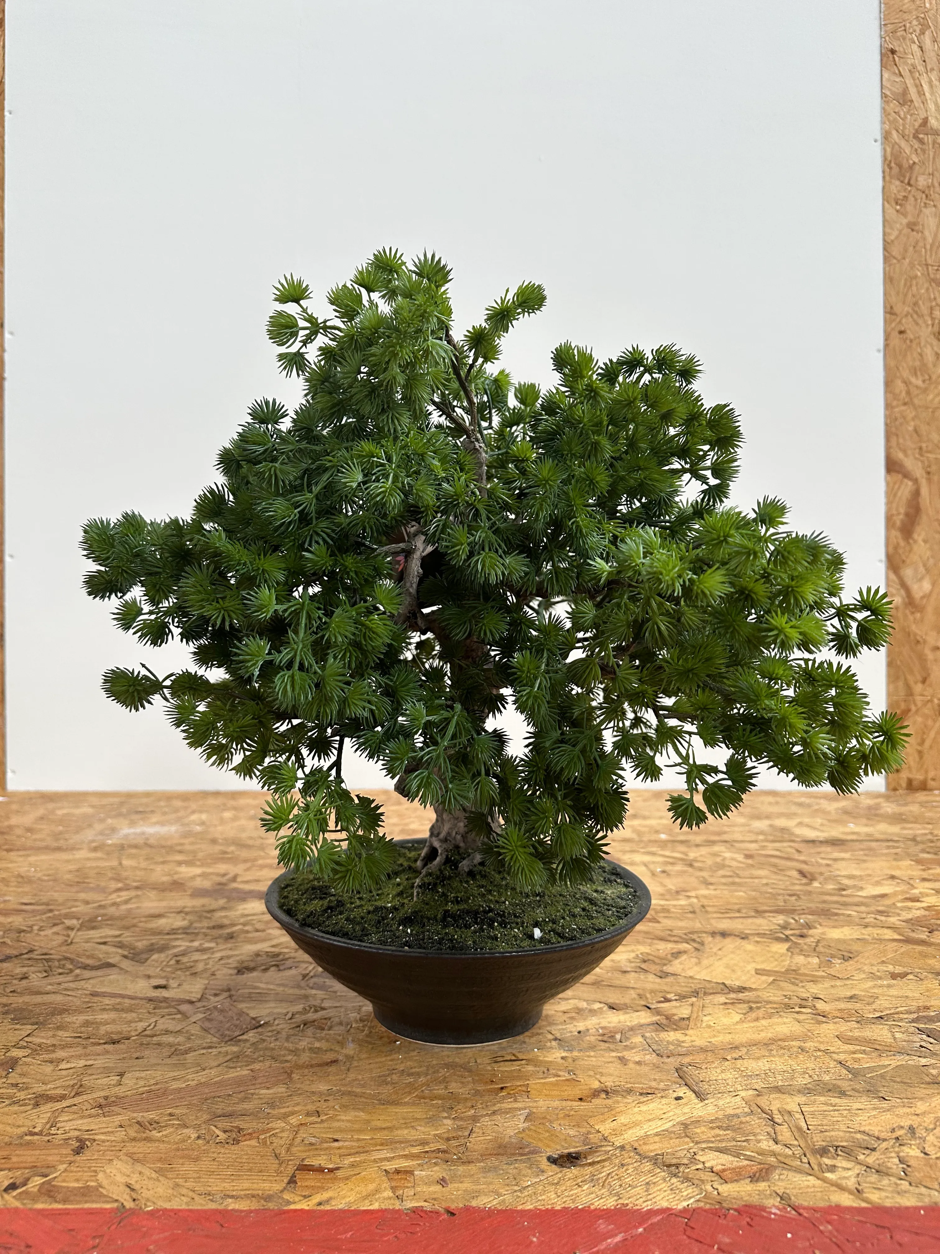 Artificial Pine Bonsai Tree