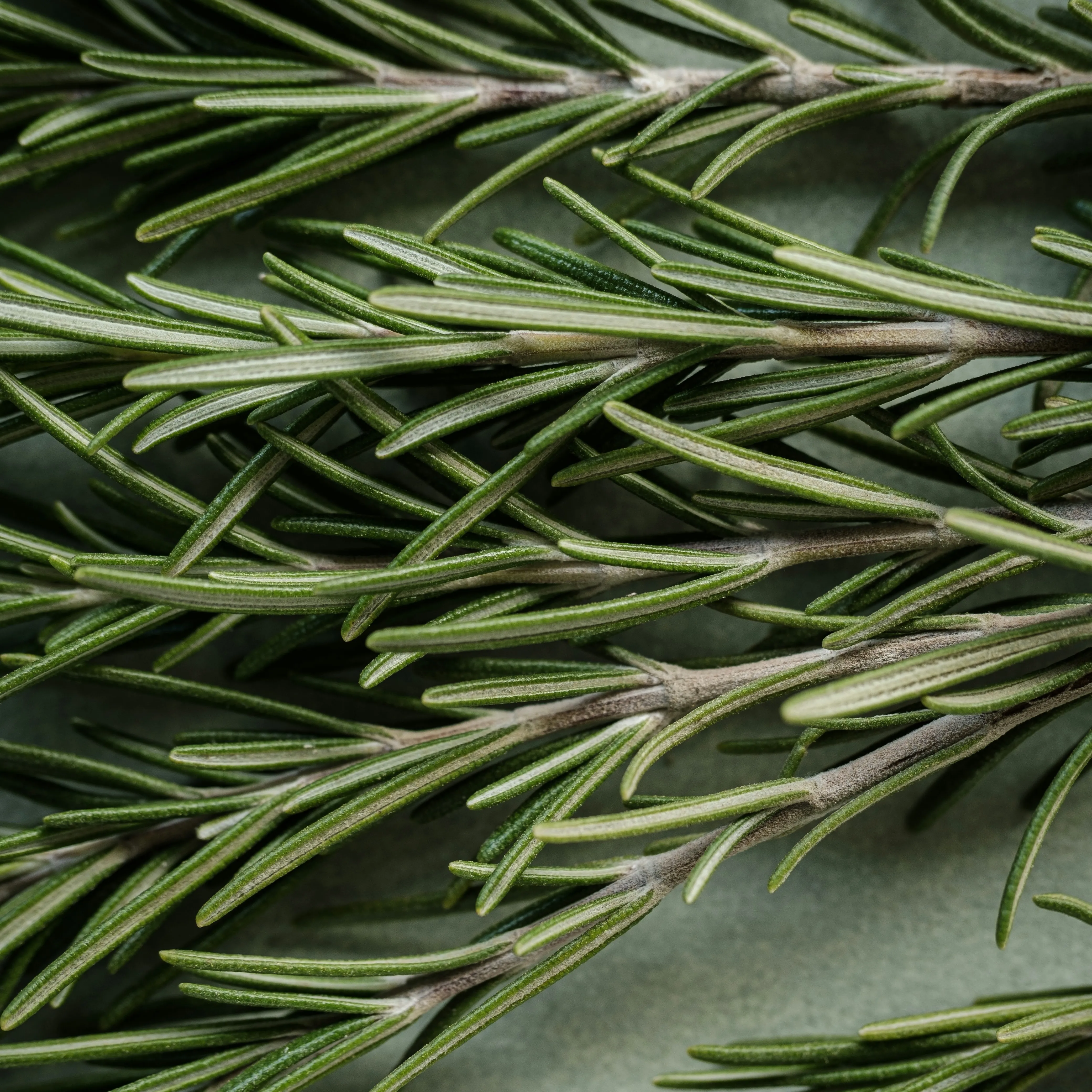 Fresh Rosemary
