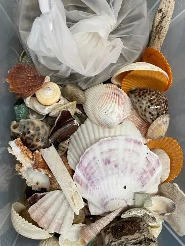 Box of Shells/Stones