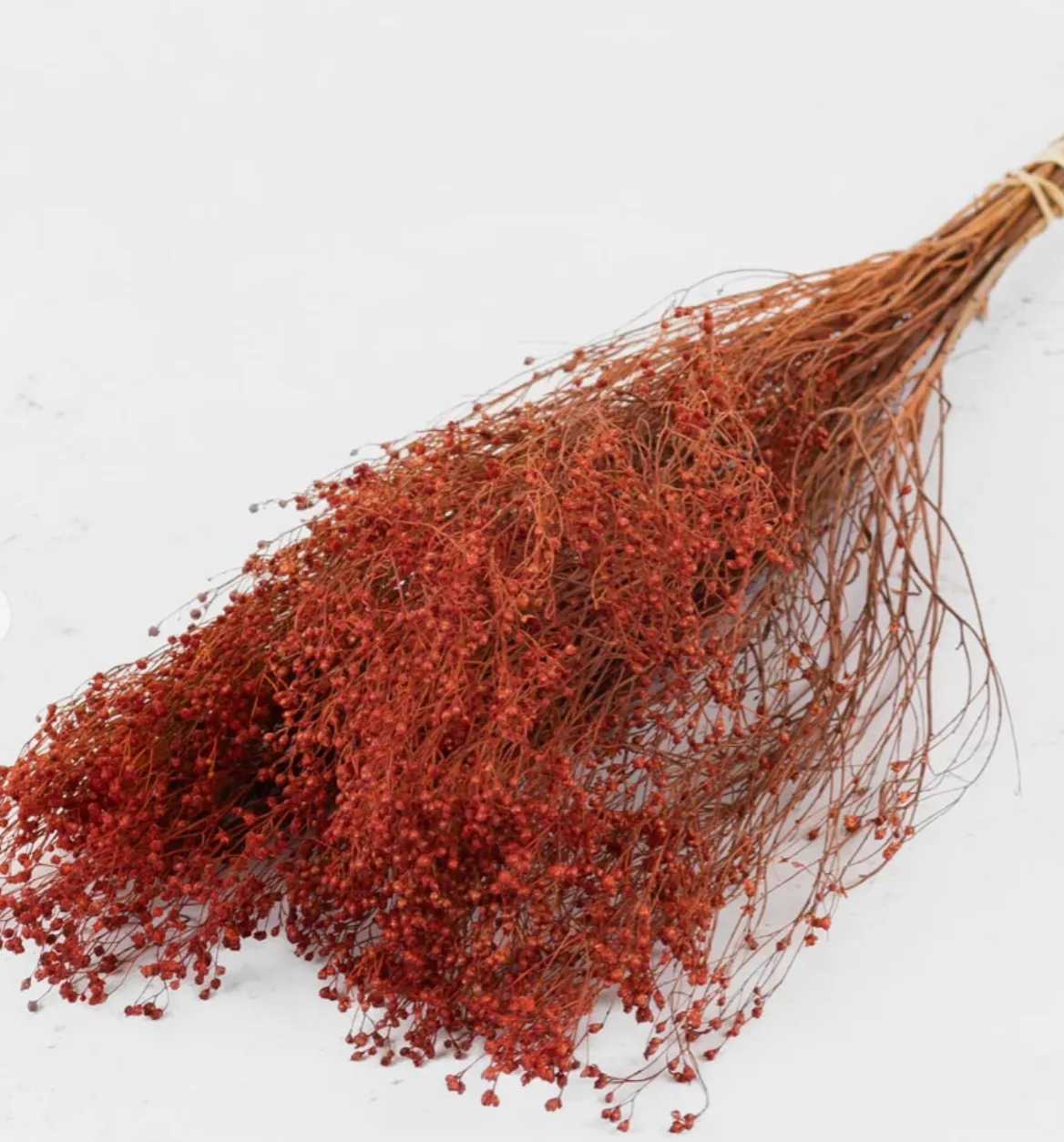 Broom Bloom dried teak