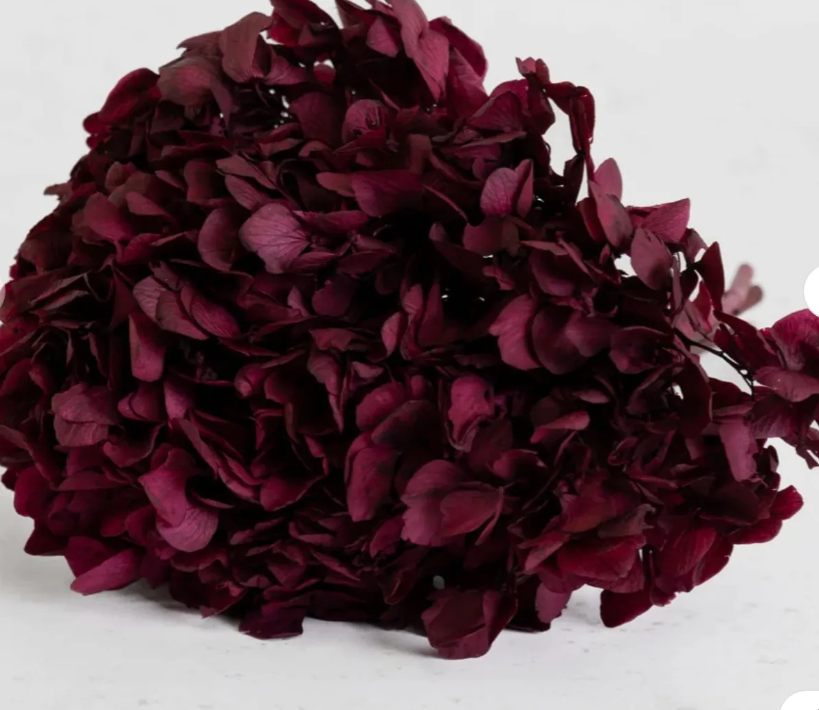 Hydrangea (verdissimo) byzantium