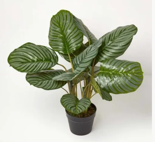 Artificial Calathea Peacock Plant in Pot